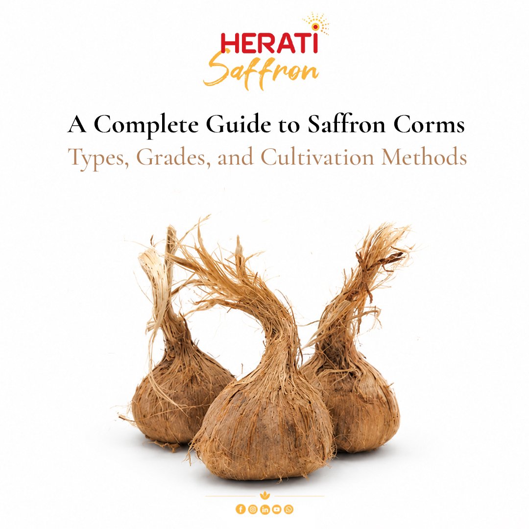 Herati Saffron: A complete guide for saffron corms