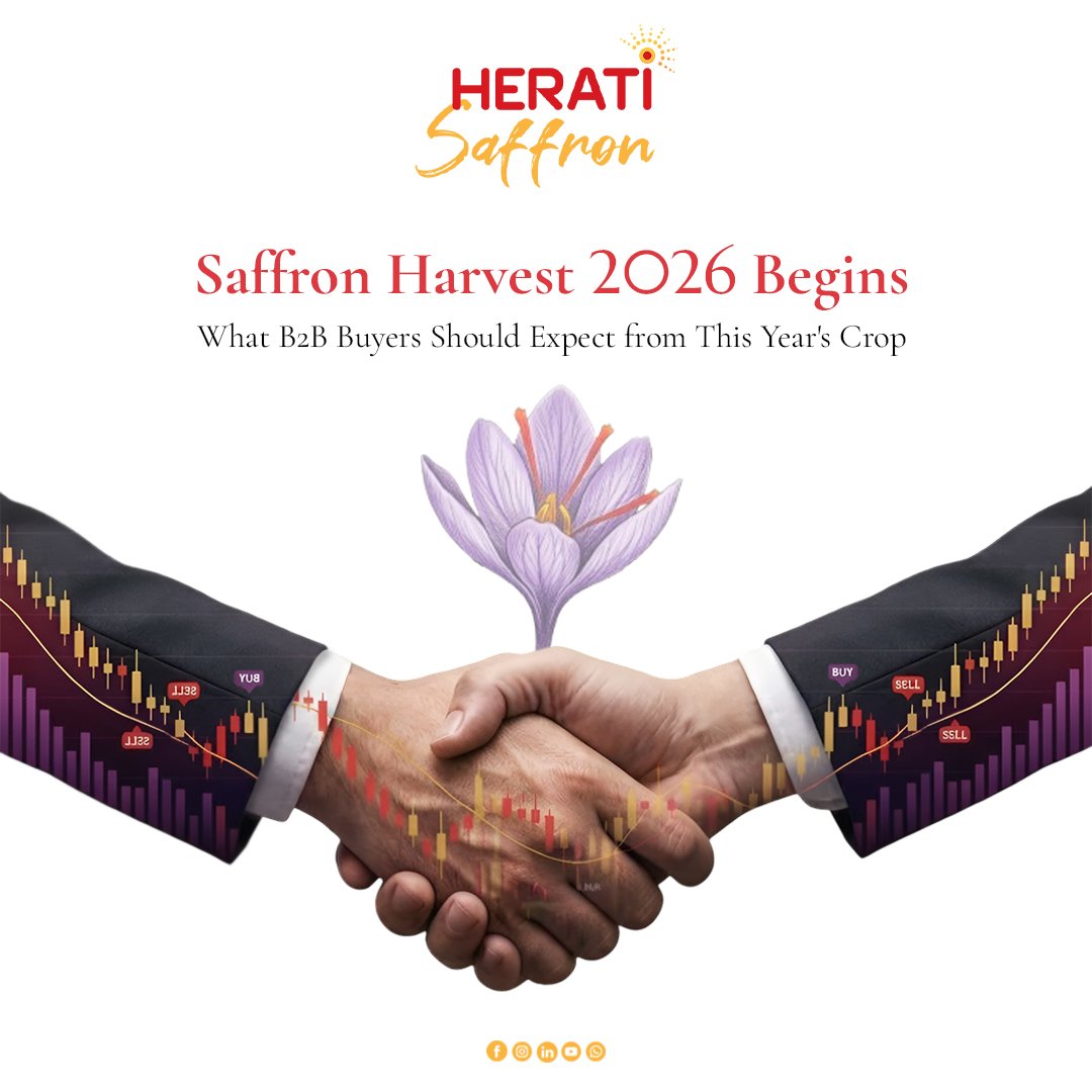 Herati Saffron: Saffron Harvest 2026 Begins: What B2B Buyers Should Expect from This Year's Crop
